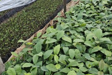 Potting Bags