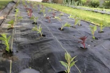 Weed Mats